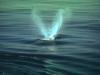 Южный гладкий кит Как и чем питается гренландский кит