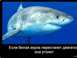 Акулы — информация и факты об акулах Интересные факты о поведении акул