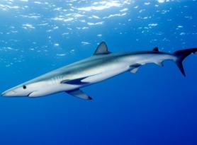 Акула синяя: описание вида, среда обитания, происхождение и особенности